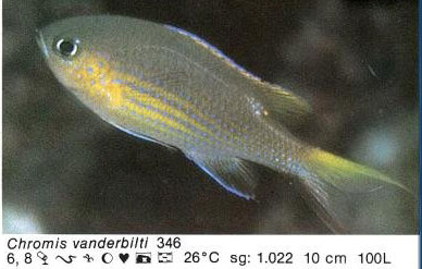 Chromis vanderbilti